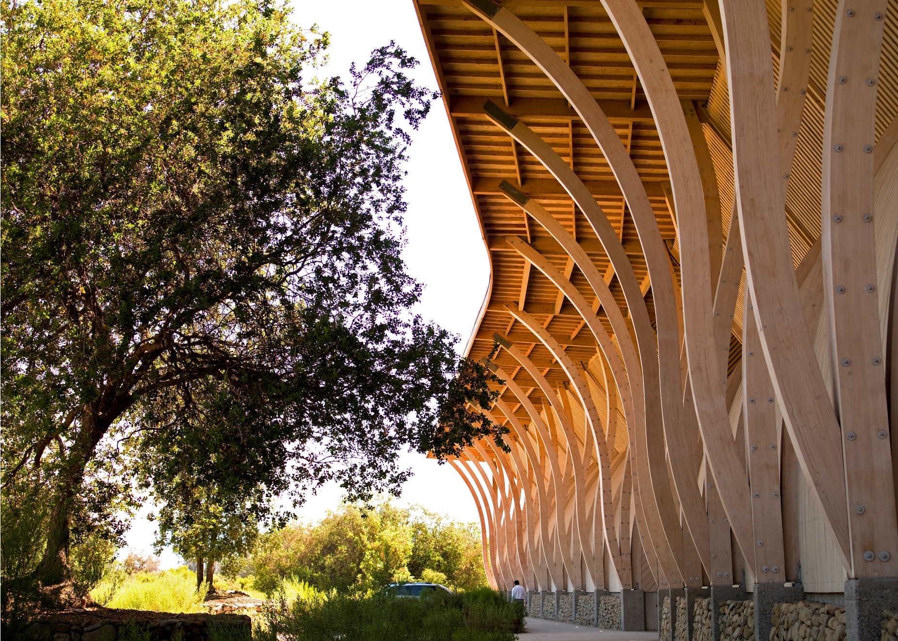 Perez Cruz Vineyard, by José Cruz. Copyright: Viña Pérez Cruz.